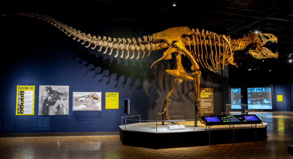 Special Exhibit: Tyrannosaurs - Meet the Family | Now Open at Milwaukee ...