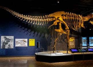Special Exhibit: Tyrannosaurs – Meet the Family | Now Open at Milwaukee Public Museum