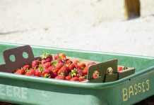 Basse's wagon with strawberries