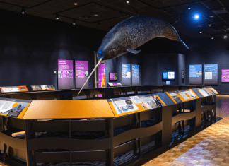 Narwhal: Revealing an Arctic Legend | New Exhibit Now at Milwaukee Public Museum through October 2, 2022