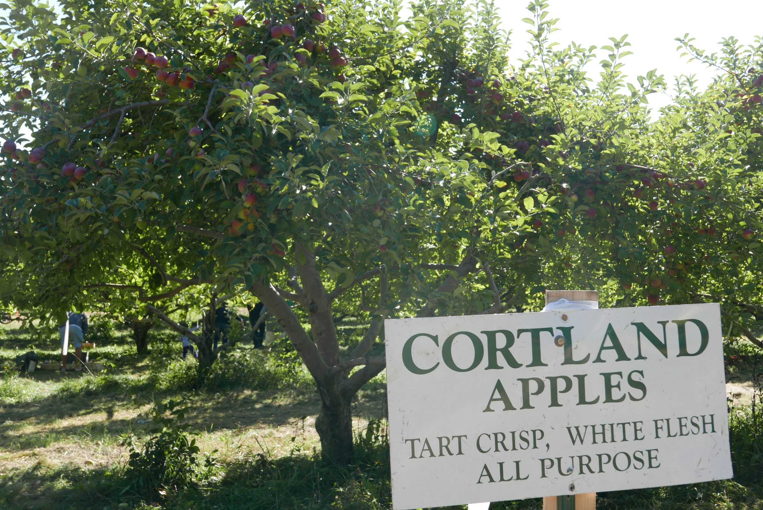 Cortland Apple Sign