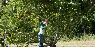 Climbing apple tree