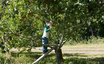 Climbing apple tree
