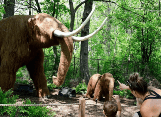 THIS SUMMER’S MUST-VISIT ATTRACTION IS THE ICE AGE EXHIBIT AT THE MILWAUKEE COUNTY ZOO