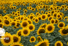THE BEST SUNFLOWER FIELDS TO VISIT IN THE MILWAUKEE AREA