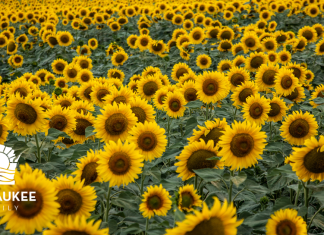 THE BEST SUNFLOWER FIELDS TO VISIT IN THE MILWAUKEE AREA