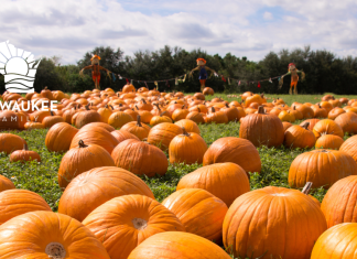 11 BEST PUMPKIN FARMS TO VISIT IN THE MILWAUKEE AREA