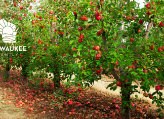 4 MILWAUKEE AREA APPLE ORCHARDS TO VISIT THIS FALL