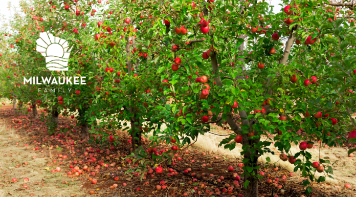 4 MILWAUKEE AREA APPLE ORCHARDS TO VISIT THIS FALL