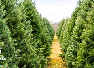 THE BEST MILWAUKEE AREA CHRISTMAS TREE FARMS