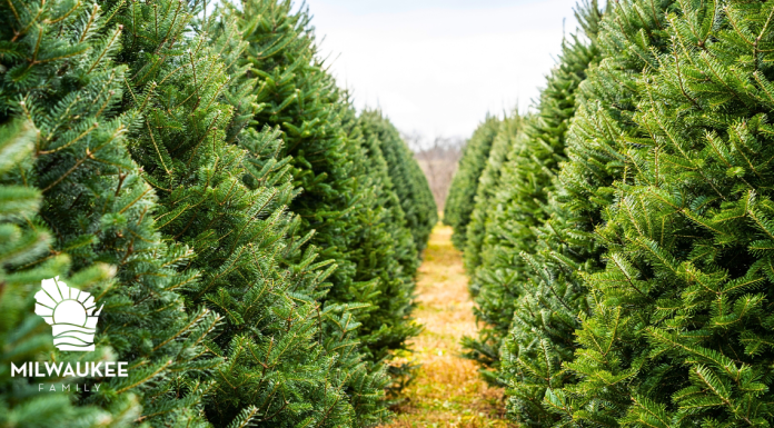 THE BEST MILWAUKEE AREA CHRISTMAS TREE FARMS