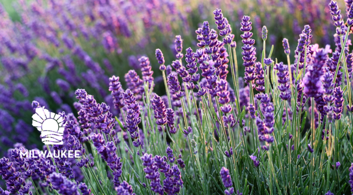 5TH ANNUAL FALLS LAVENDER FEST IN MENOMONEE FALLS