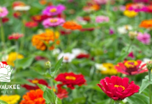 BLOOMS ON THE FARM AT SCHUSTER’S IN DEERFIELD THIS AUGUST